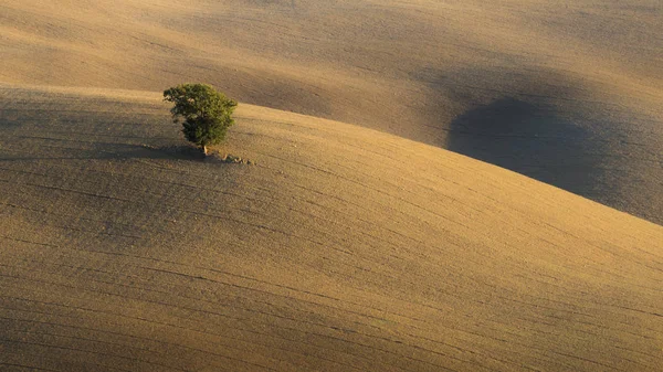 Yeşil kabarık ağaca kadife ortasında taze Tuscan hills sürülmüş