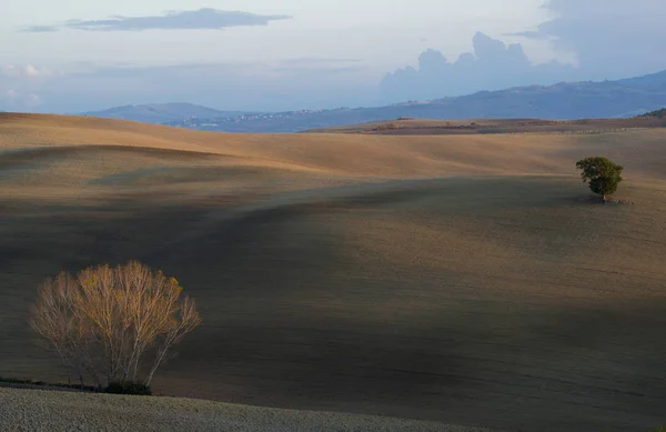 Bir yeşil kabarık ağaç ve düşen yapraklar taze sürülmüş Tuscan hills bir orman ve dağ içinde belgili tanımlık geçmiş ile kadife ortasında bir ağaç