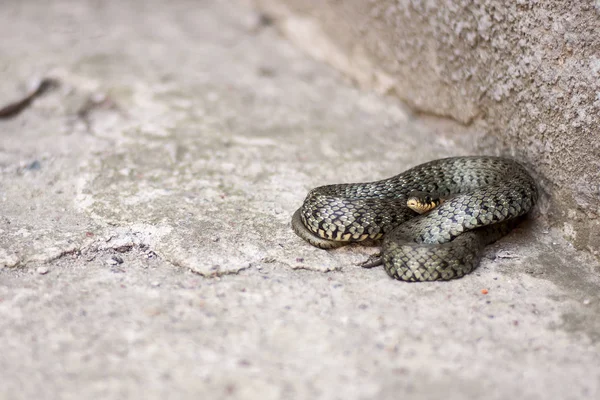 Doğu kahverengi yılanı