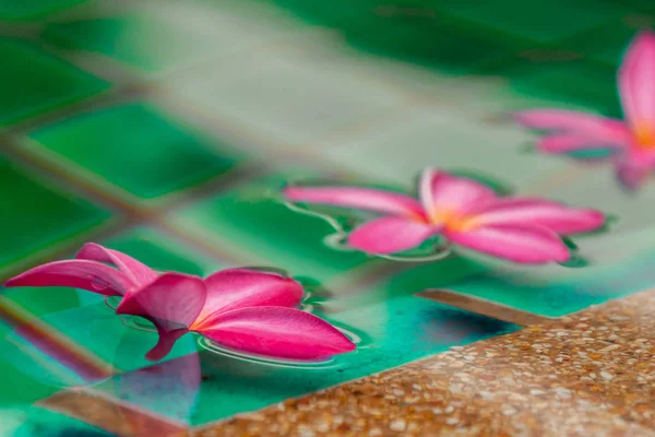 Havuzun çiçeklenir