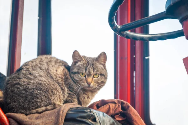 stock image street cats in the yard, a homeless animal