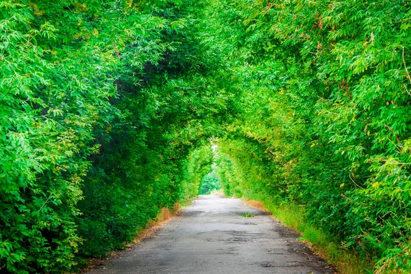 Yaz aylarında Ukrayna çalılar ve ağaçlar doğal kemer