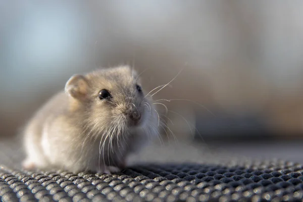 Portrait of a little hamster on grey background — Stock Photo, Image