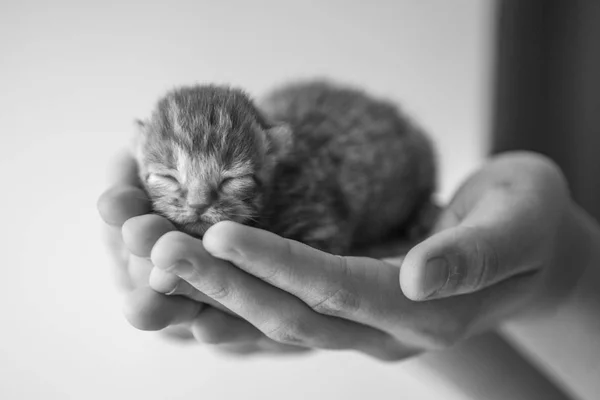 Kleines Kätzchen in menschlichen Händen. — Stockfoto