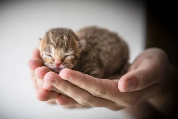 insan elinde küçük yavru kedi