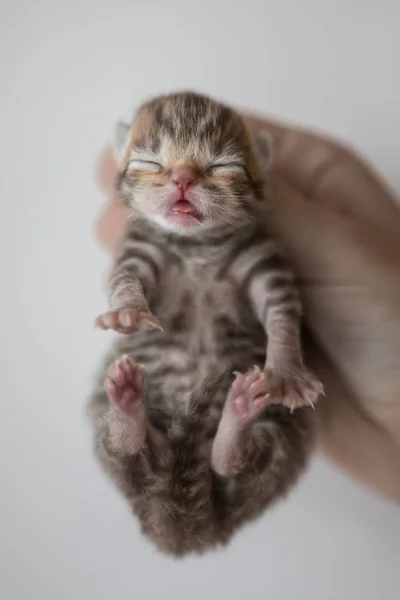 insan elinde küçük yavru kedi