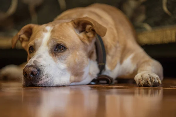 Amerikan staffordshire terrier köpek uzanmış