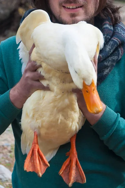 Bir ördek çiftliği onun elinde tutan olumlu adam