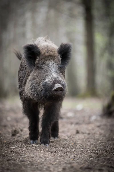 Kamera ormandaki bir domuzu bakar