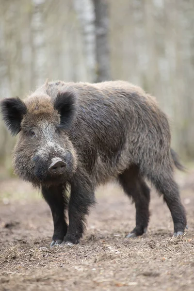 Ein Wildschwein blickt im Wald in die Kamera — Stockfoto