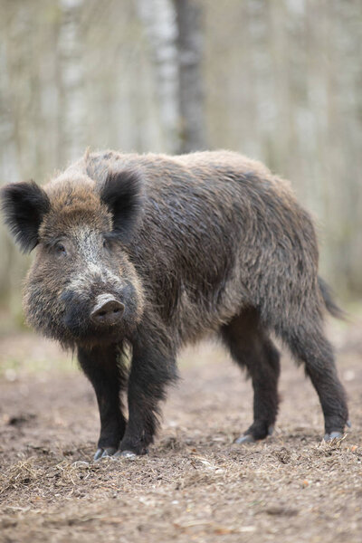 A boar looks at the camera in the forest