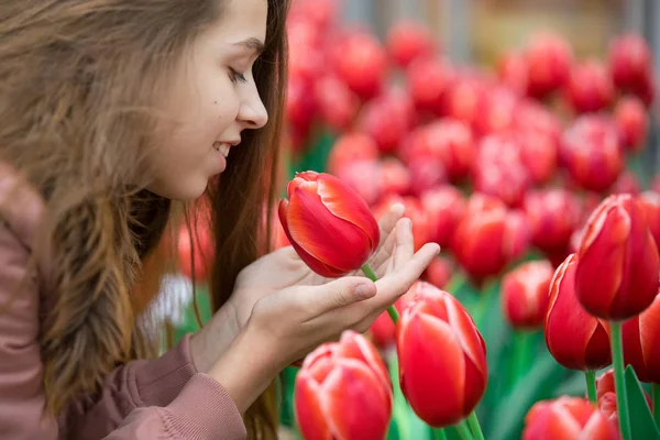 Büyük bir gri kedi odada duruyor ve görünüyor