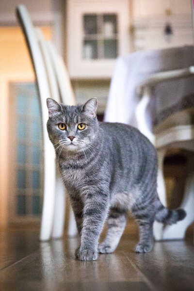 A gray big cat stands in the room and looks