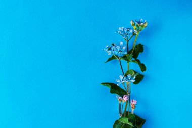 Mavi arka planda bir demet mavi çiçek. Güzel kartpostal ve masaüstünüz için arkaplan olarak, metin için bir yer var