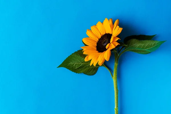 One yellow sunflower on a blue background. Nice postcard and as background for your desktop, there is a place for text