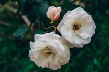 Arka planda bulanık yeşil yaprakları olan iki büyük ve bir küçük beyaz gül yakın plan. Güzel bir kartpostal ya da masaüstü duvar kağıdı. Çiçeklerin yeşil çalısı. 