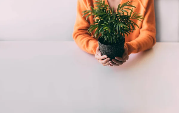 Young Girl Orange Sweater Holds Her Hands Pot Green Plant — Stock Photo, Image