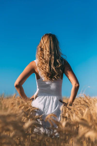 Rear view of a young blond woman in a white dress in a wheat field against a blue sky. Woman stands with hands on the waist with elbows to the sides. Bride in a golden wheat field. She was offended