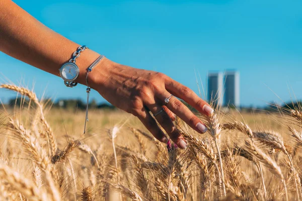 Ženská Ruka Mladé Dívky Dotýká Hřeby Pšeničném Poli Ruka Dívky — Stock fotografie