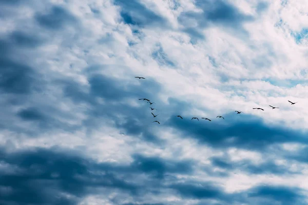 A flock of geese in the blue sky with white clouds. A school of birds flying south. Movement in the air. Group of water birds. Storks. Key flying birds. Copy space