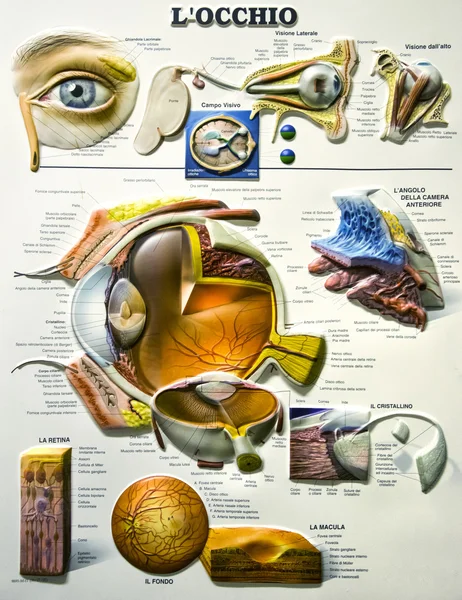 Detaylı göz grafik illüstrasyon (İtalyanca dil).