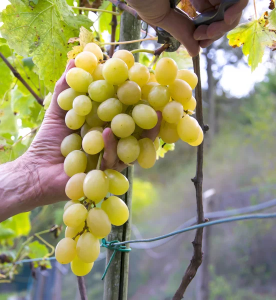 Fermiers mains avec sécateurs de jardin et raisins fraîchement blancs à la récolte. Région du Chianti, Toscane, Italie . — Photo