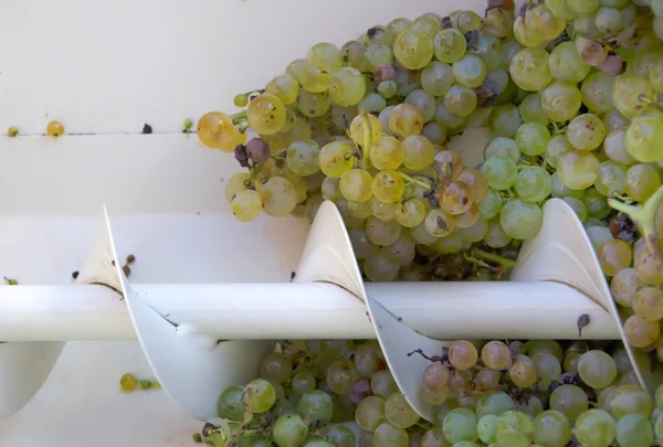 Ayrıntılar modern beyaz üzüm sıkma makinesi.