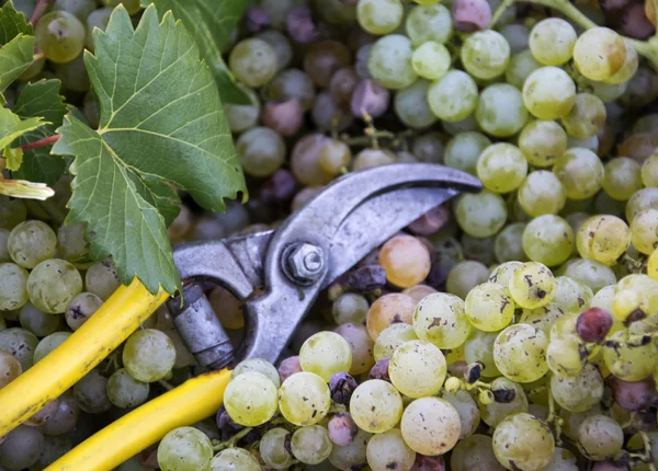 Récolte fraîche de raisins. Thème vignoble avec raisins blancs et ciseaux. Région du Chianti, Toscane, Italie — Photo