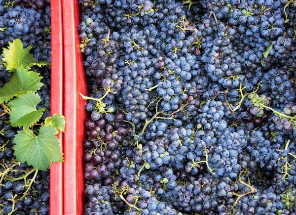 Colheita, Pilha de uvas pretas frescas, Região de Chianti, Toscana, Itália — Fotografia de Stock