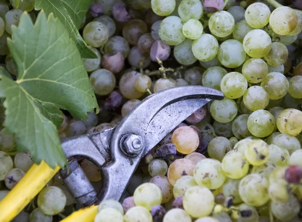 Taze üzüm hasat. Bağ Tema beyaz üzüm ve makas. Chianti bölge, Toskana, İtalya