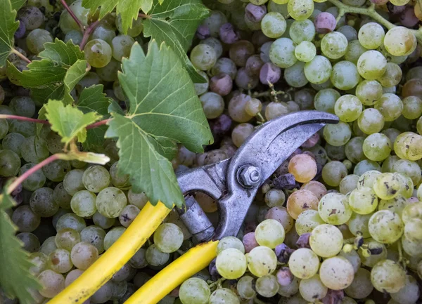 Récolte fraîche de raisins. Thème vignoble avec raisins blancs et ciseaux. Région du Chianti, Toscane, Italie — Photo