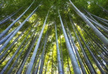 Path to bamboo forest, Arashiyama, Kyoto, Japan.  clipart