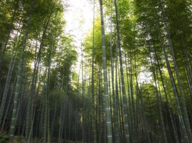  Path to bamboo forest, Arashiyama, Kyoto, Japan.  clipart
