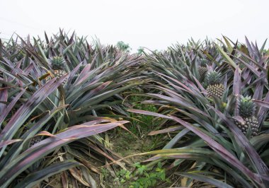 Luye çiftlikte ananas.