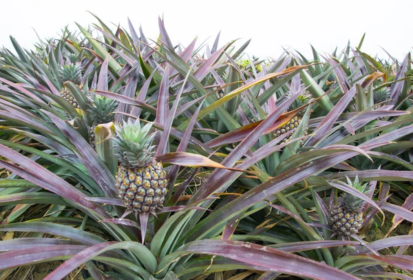 Luye çiftlikte ananas.