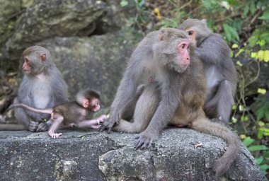 Tayvanlı makak aile Close-Up.