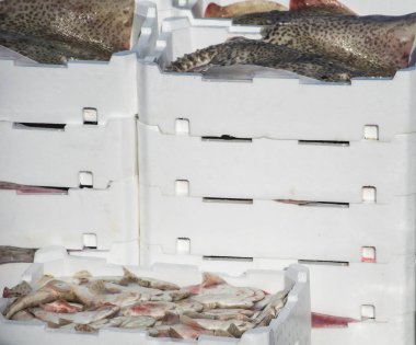  Beyaz plastik kutular içinde taze balık yakalamak