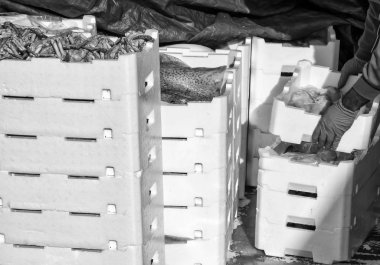  Balıkçı taze Kasalar dolu yığını yapma balık yakaladı.