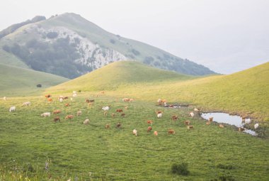  Bir güzel dağ manzarası inek otlatmak.