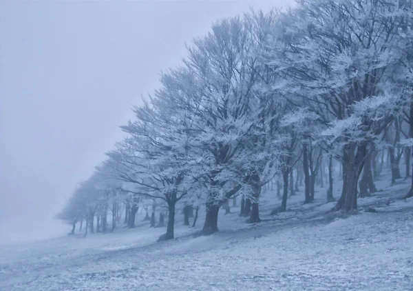 Landscape of spooky winter forest covered by mist.