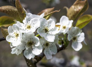 Çiçekler armut yakın çekim. Arka plan bulanık. 