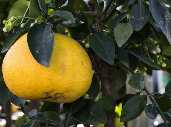 Färska gula grapefrukt på ett träd. — Stockfoto