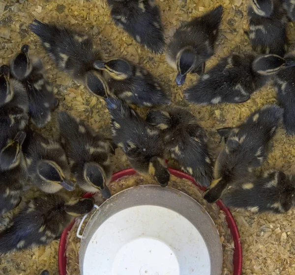 Aves de capoeira industriais, patinhos em fazenda — Fotografia de Stock