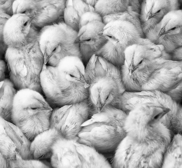 Grote groep van nieuw uitgekomen kuikens op een boerderij. — Stockfoto