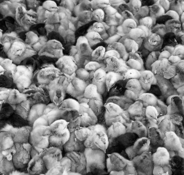 大群的新孵出的小鸡农场. — 图库照片