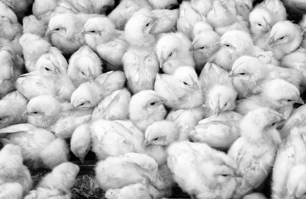 Grande grupo de pintos recém-eclodidos em uma fazenda — Fotografia de Stock