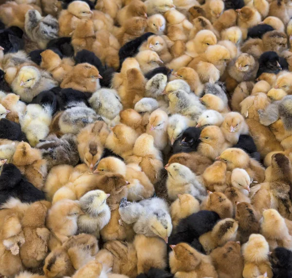 Grande grupo de pintos recém-eclodidos em uma fazenda — Fotografia de Stock