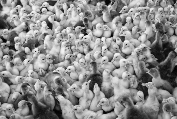 Grote groep onlangs uitgekomen kuikens op een boerderij. — Stockfoto