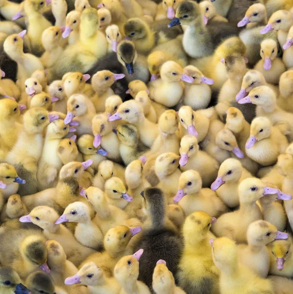 Büyük bir grup yeni taranmış ördek yavrusu — Stok fotoğraf