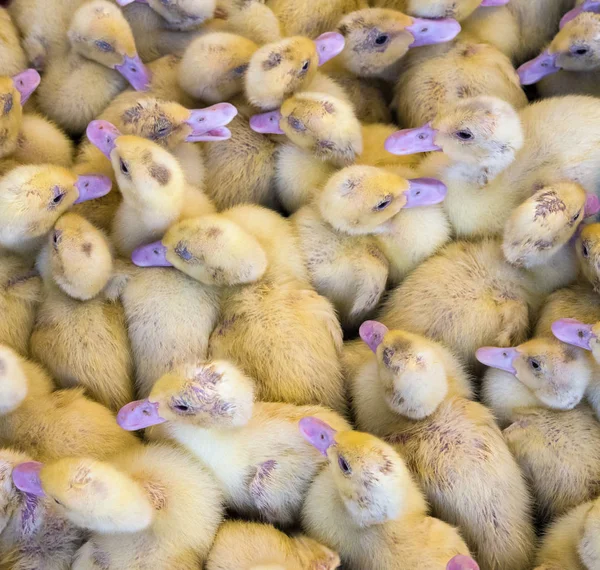 Grote groep onlangs uitgekomen kuikens op een boerderij. — Stockfoto